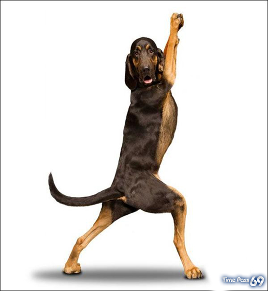 Yoga Dogs for 2010